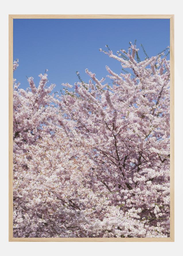 Cherry-Tree Poster