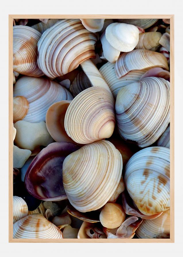 Shells Poster