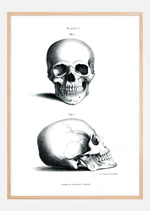 Planche avec crâne 1800-tal Poster