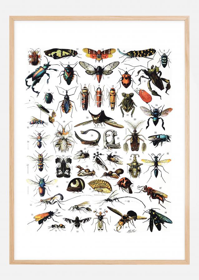Planche avec insectes I Poster