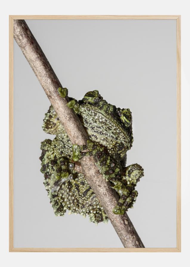 Frog On Tree Poster