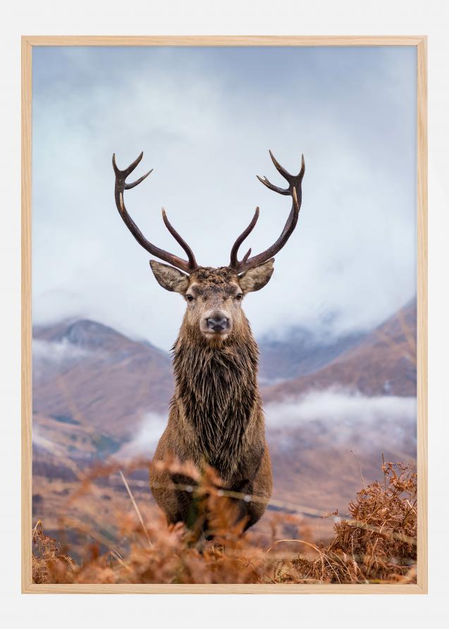 Red deer in the mountains Poster