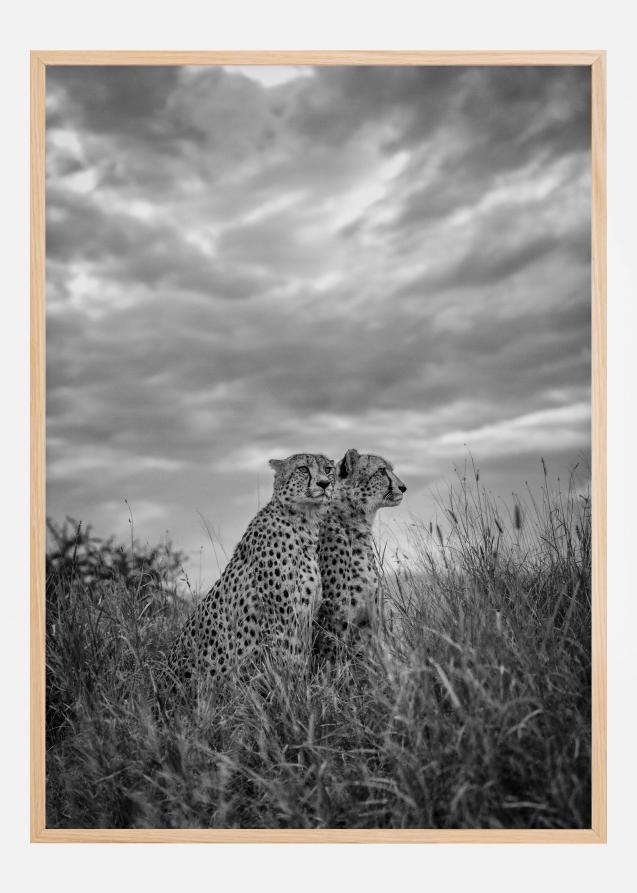 Cheetah Dreams Poster