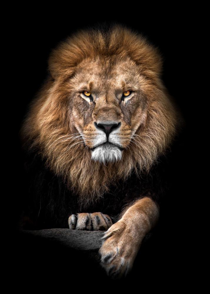 Focused Lion Color Poster