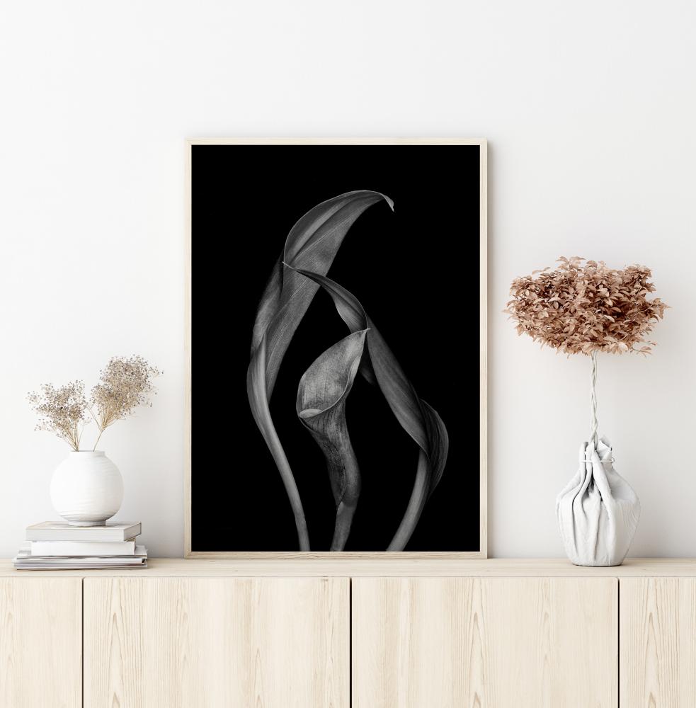 Dancing Calla Lillies Poster