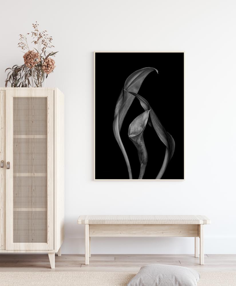 Dancing Calla Lillies Poster